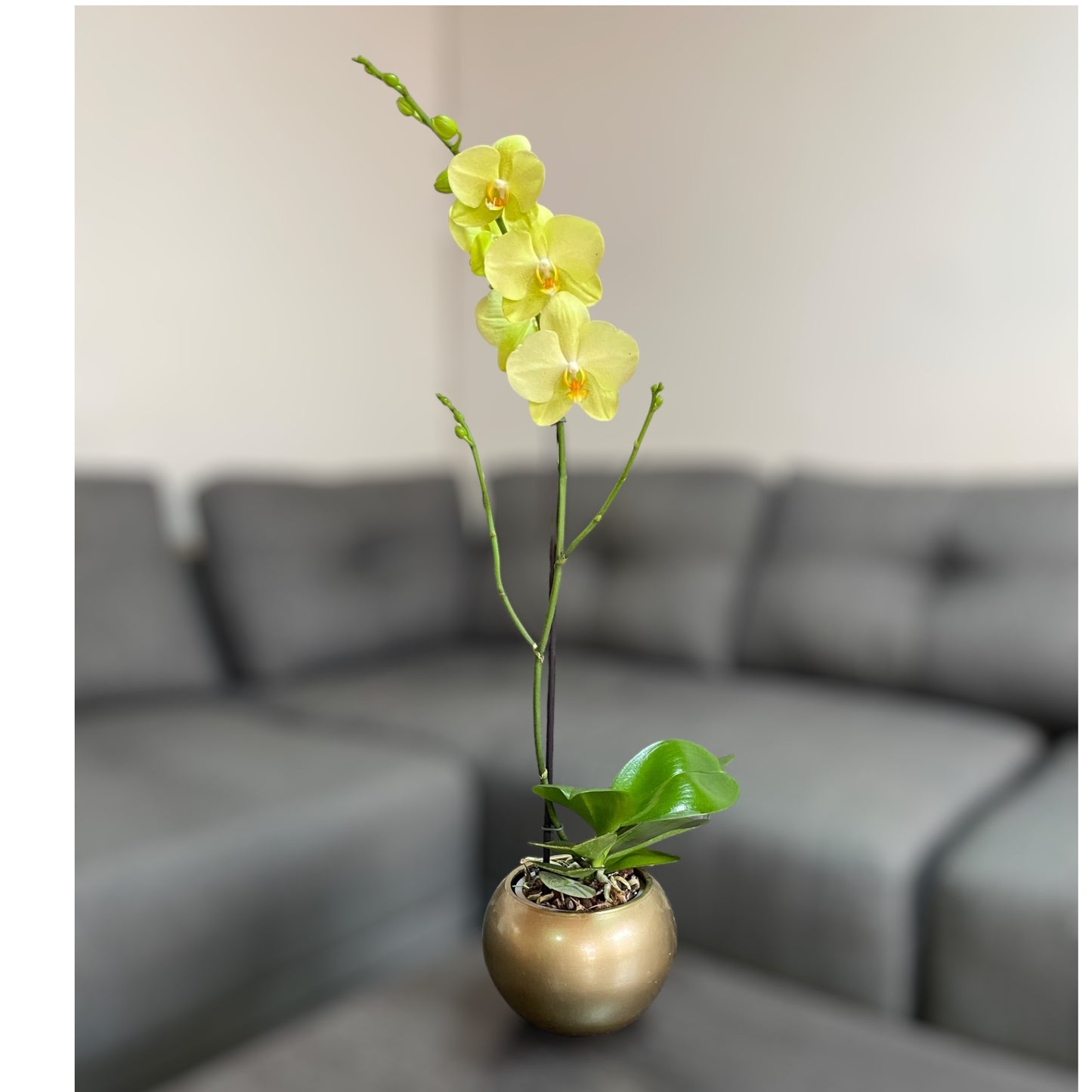 Orquídea grande de 1 vara con flores amarillas con cerámica dorada