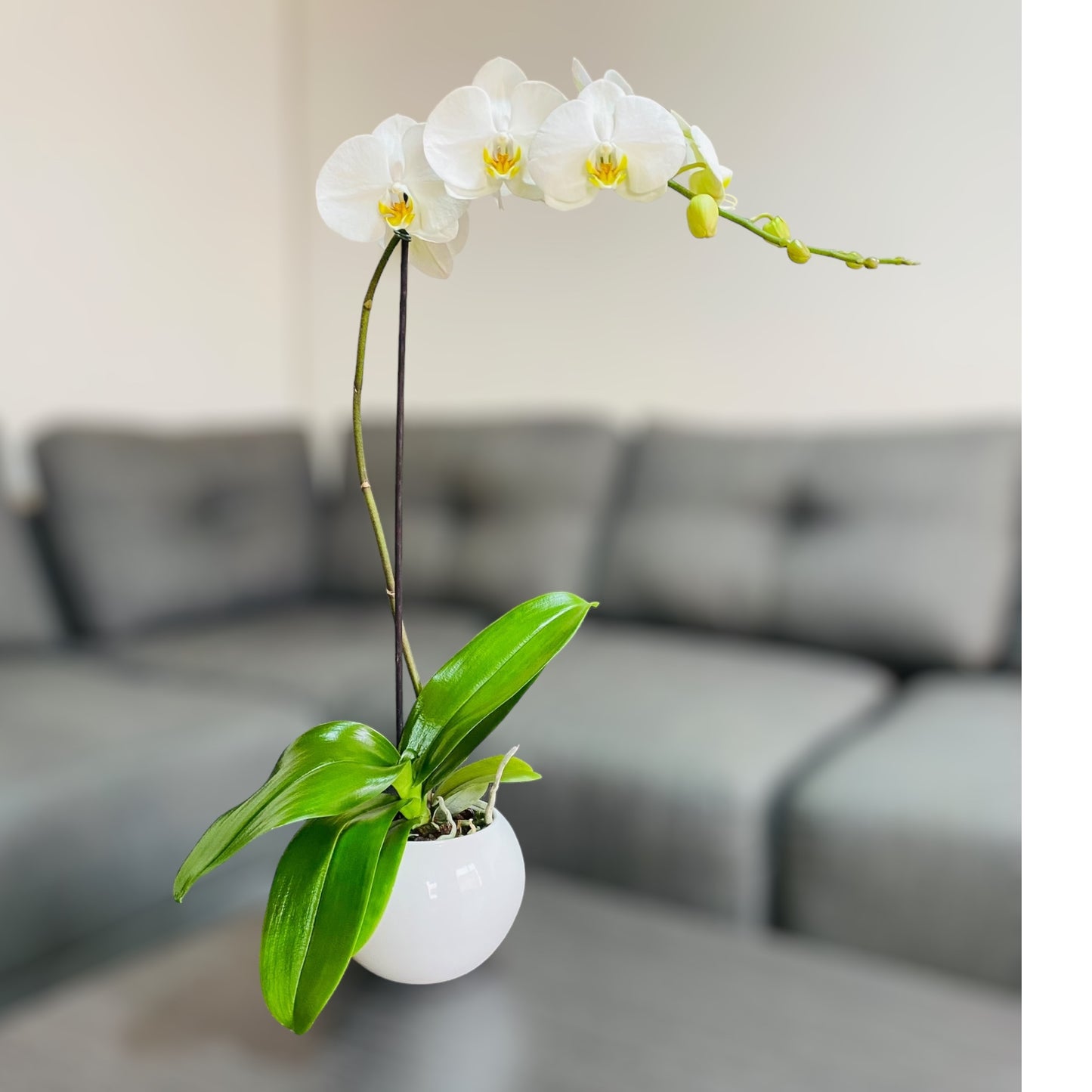 Orquídea grande de 1 vara con flores blancas con cerámica blanca