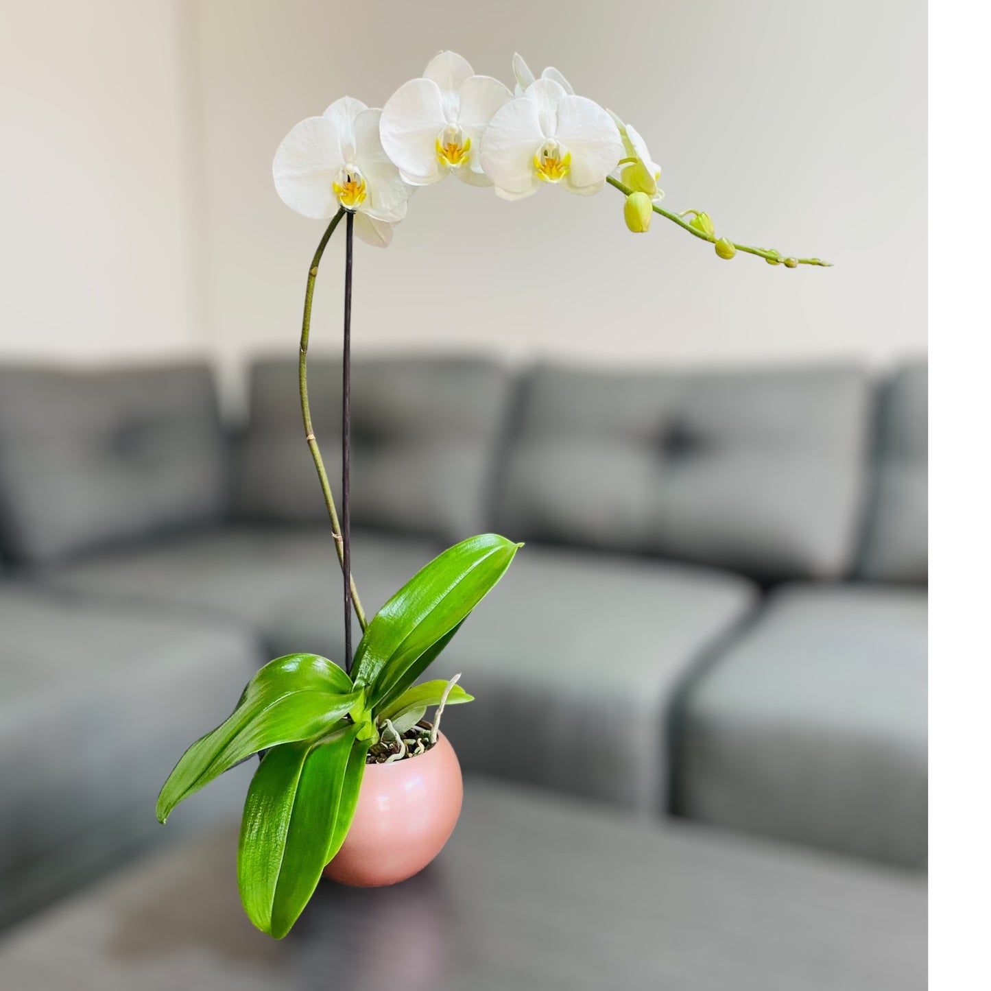 Orquídea grande de 1 vara con flores blancas con cerámica rosada