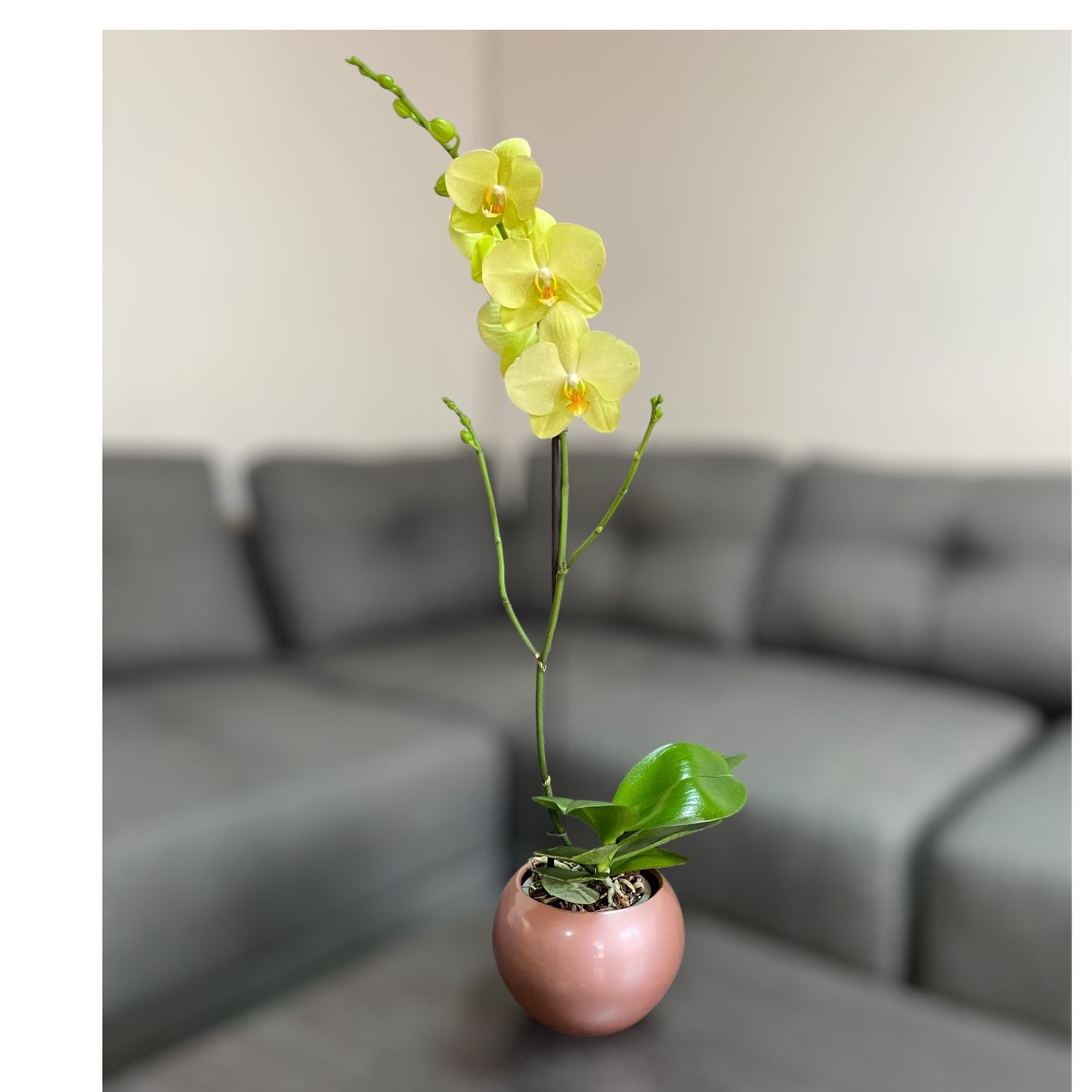 Orquídea grande de 1 vara con flores amarillas con cerámica rosada