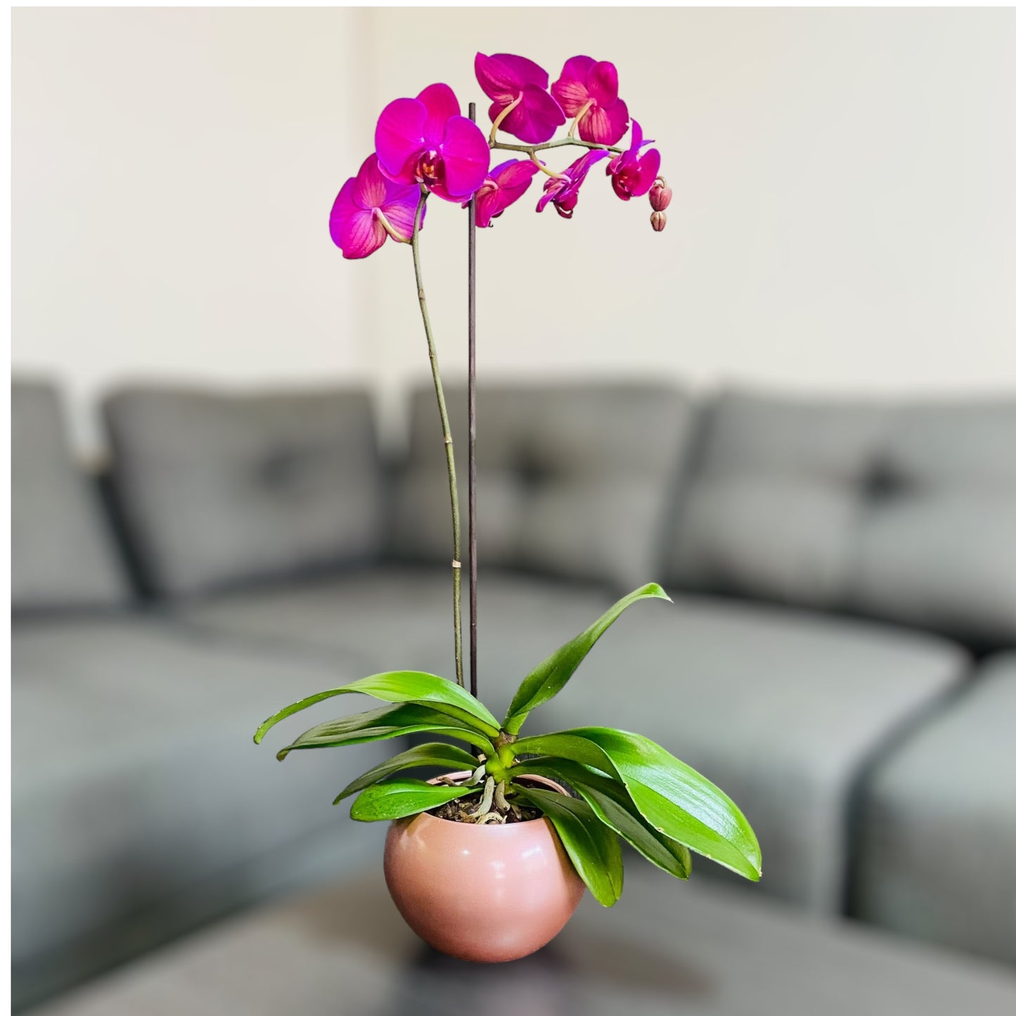 Orquídea grande de 1 vara con flores moradas con cerámica rosada