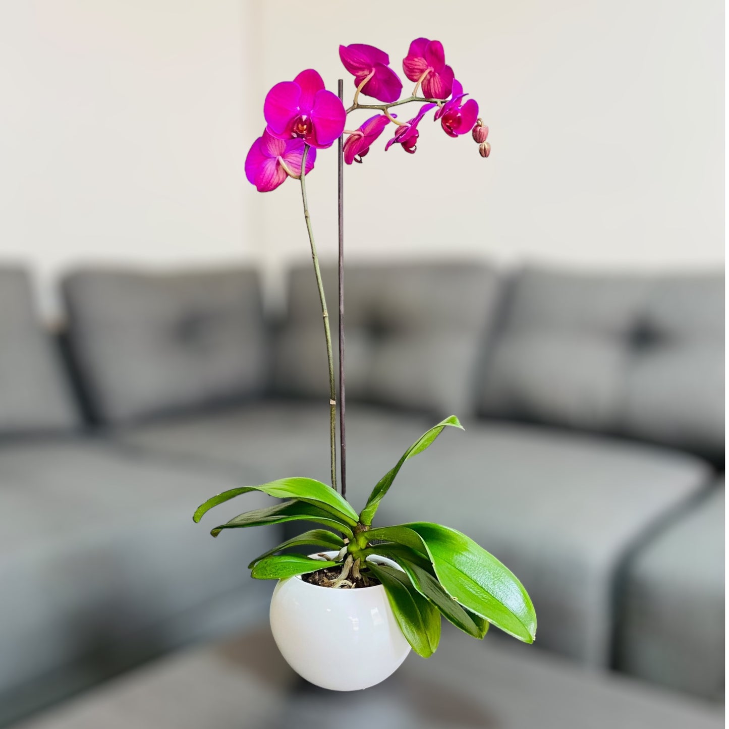 Orquídea grande de 1 vara con flores moradas con cerámica blanca