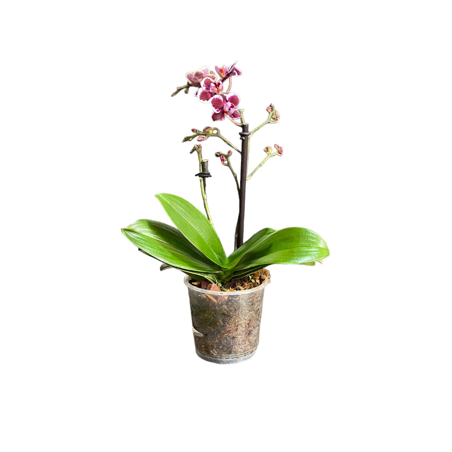 Orquídea mini de dos varas con flores moradas 2 varas