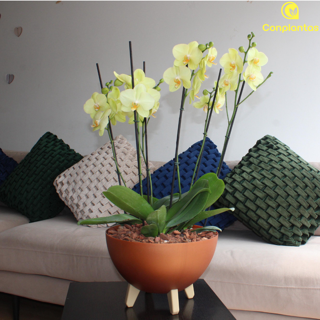 Arreglo Floral - Sol de Medianoche