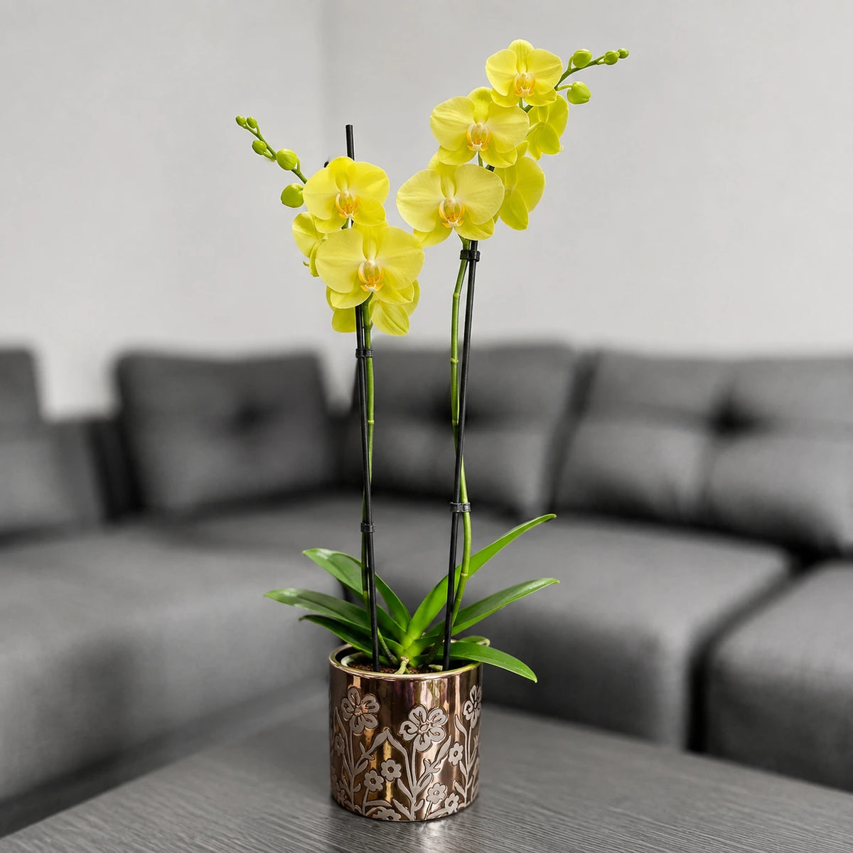 Orquídea amarilla matera cerámica floral dorada