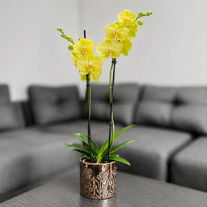 Orquídea amarilla matera cerámica floral dorada