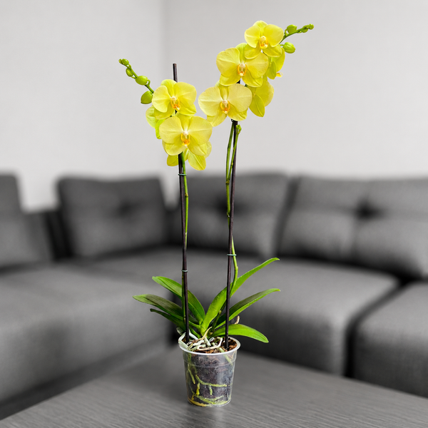 Orquídea grande con flores amarillas de 2 varas