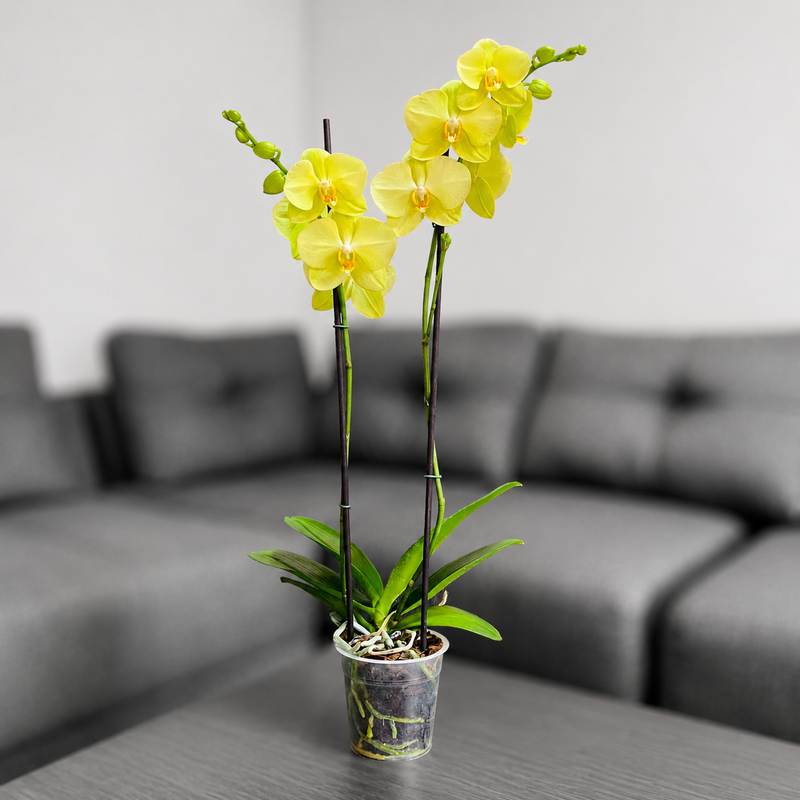 Orquídea despertar de 2 espigas en matera de cultivo