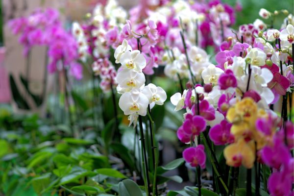 Orquidea de colombia