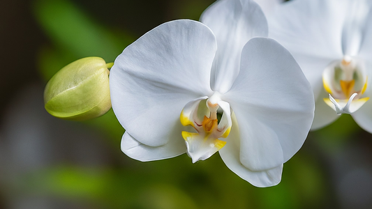 Las mejores orquídeas Phalaenopsis para tu hogar en Bogotá