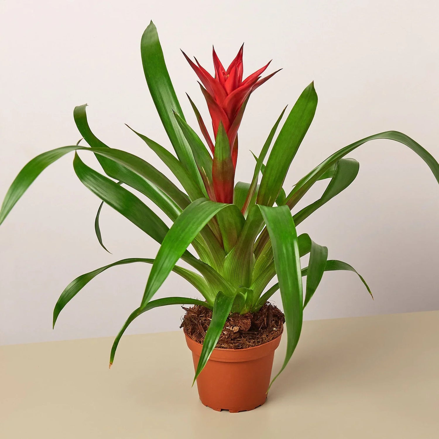 Exóticas Bromelias Colombianas