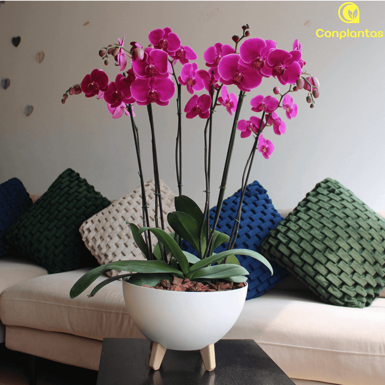 Arreglos florales con orquídeas