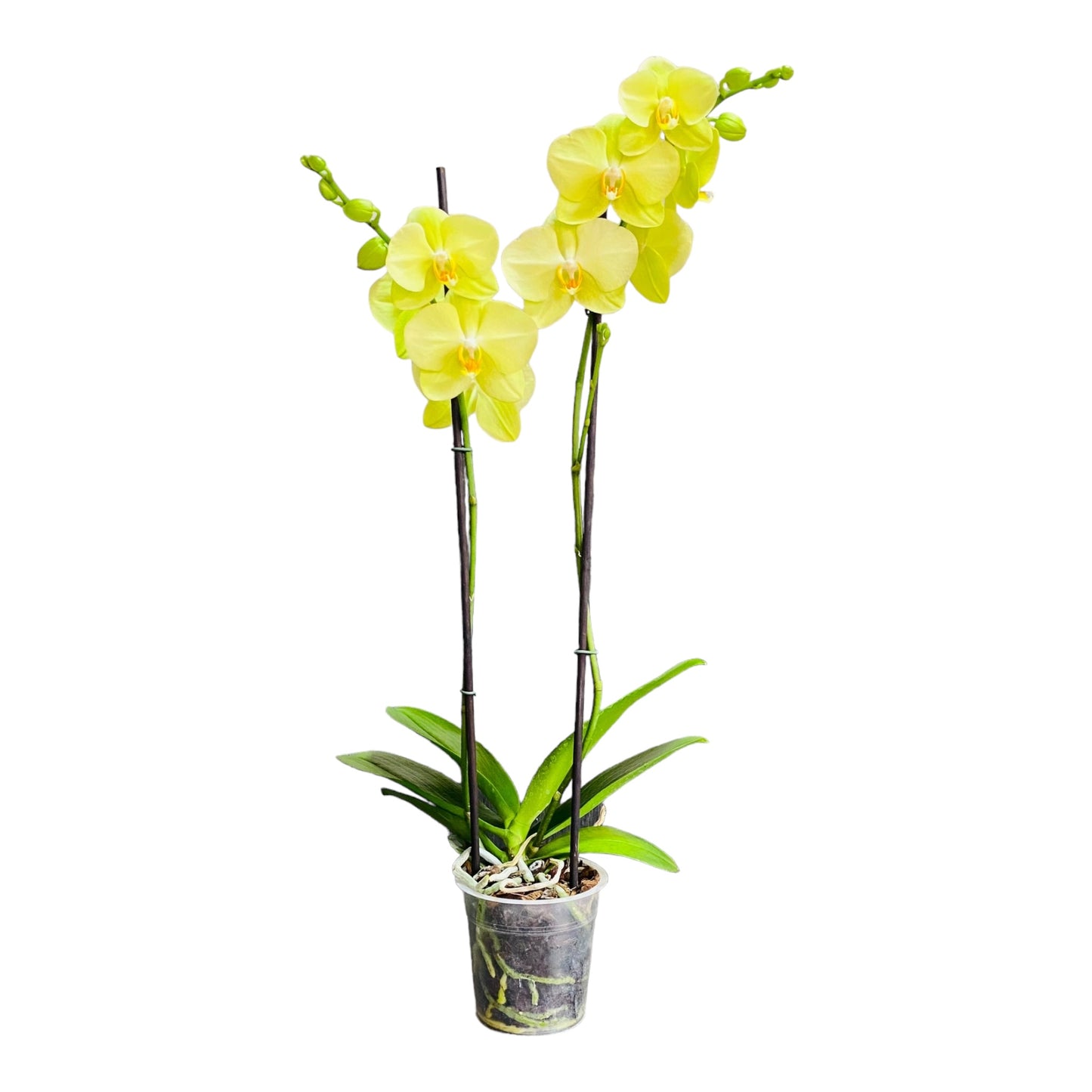 Orquídea grande con flores amarillas de 2 varas