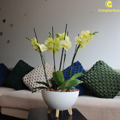 Arreglo Floral - Amanecer Dorado