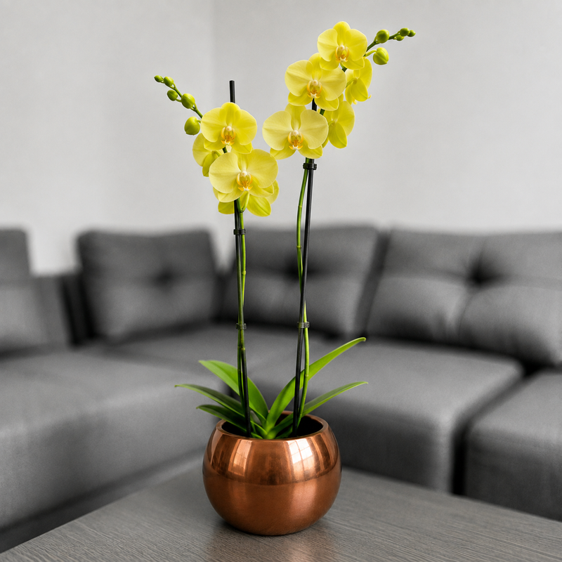 Orquidea amarilla en matera ceramica cobre