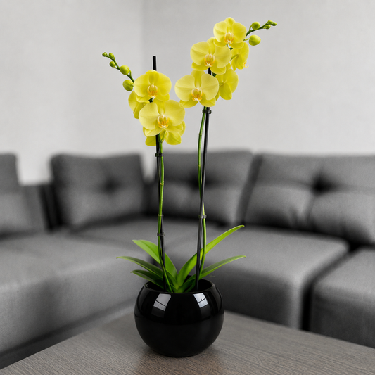 Orquídea despertar grande de 2 espigas en matera de cerámica ovalada negra