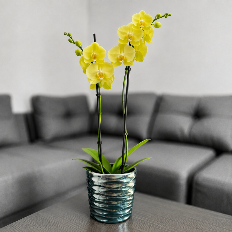 Orquidea amarilla en ceramica panal azul