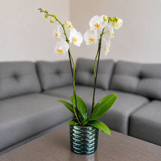 Orquidea blanca en matera de ceramica panal azul