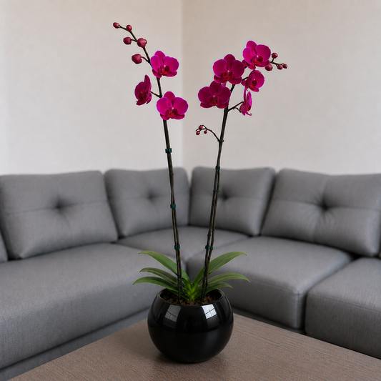 Orquídea resilencia de 2 espigas en matera de cerámica ovalada negra