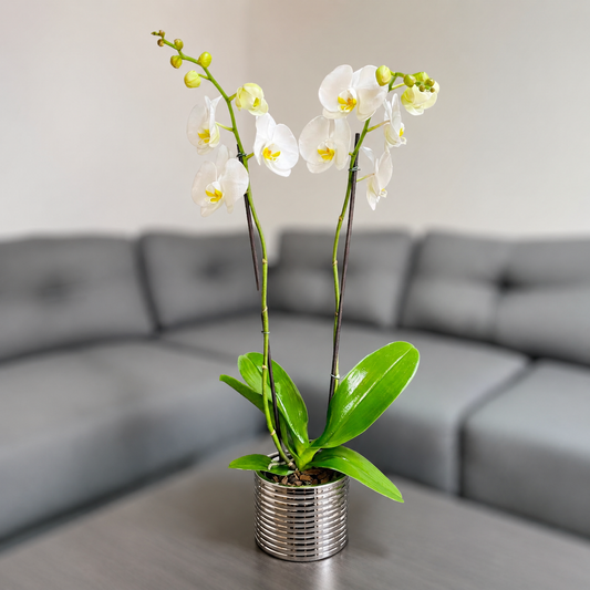 Orquidea blanca en matera ceramica plata acanalada