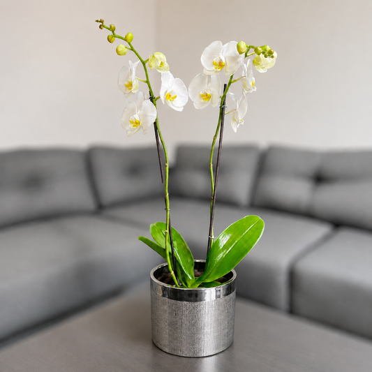 Orquidea blanca en matera ceramica plata texturizada
