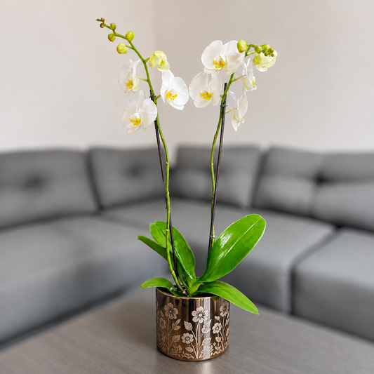 Orquidea blanca en matera ceramica floral dorada