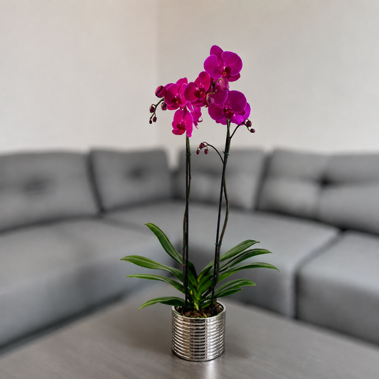 Orquídea resilencia de 2 espigas en matera de cerámica plata acanalada