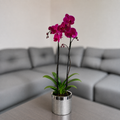 Orquídea resilencia de 2 espigas en matera de cerámica plata texturizada