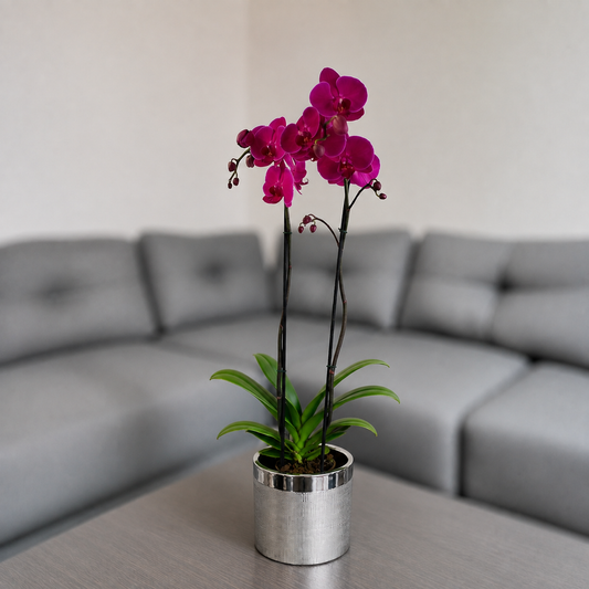 Orquídea resilencia de 2 espigas en matera de cerámica plata texturizada