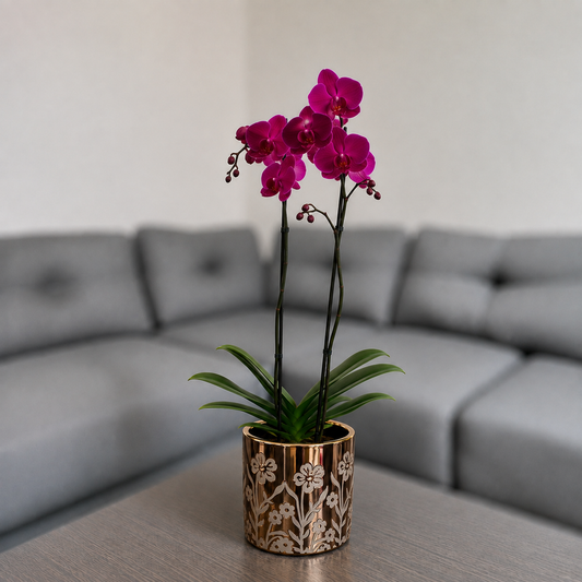 Orquídea resilencia de 2 espigas en matera de cerámica floral dorada