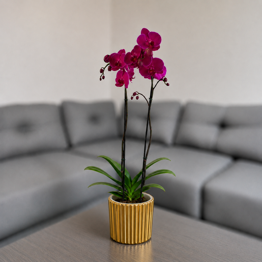 Orquídea resilencia de 2 espigas en matera de cerámica dorada acanalada