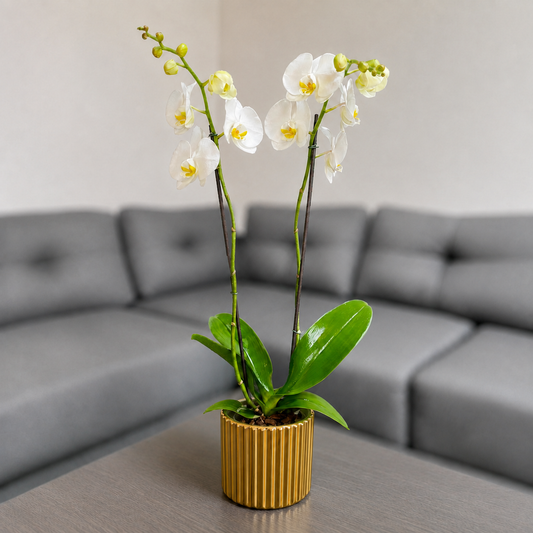 Orquidea blanca en matera de ceramica dorada acanalada