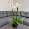Orquídea pureza grande de 2 espigas en matera de cerámica negra ovalada
