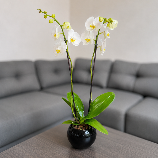 Orquidea blanca en matera de ceramica negra ovalada