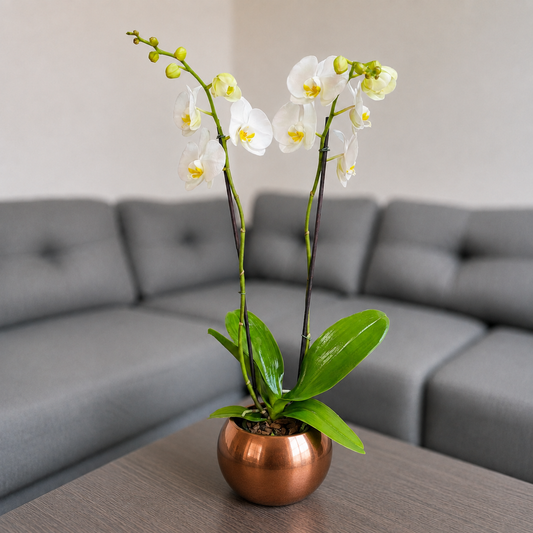 Orquídea pureza grande de 2 espigas en matera de cerámica ovalada cobre