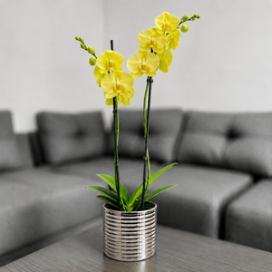 Orquidea amarilla en matera ceramica plata acanalada