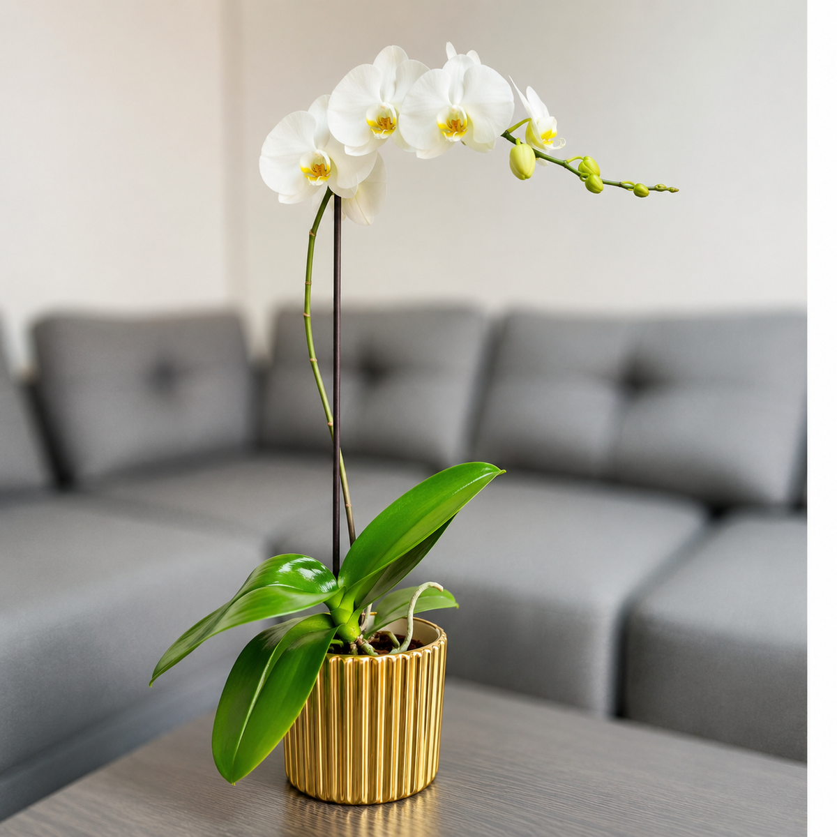 Orquídea grande de 1 vara con flores blancas con cerámica dorada acanalada