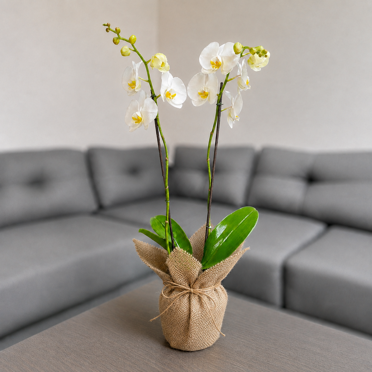 Orquidea blanca en Yute decorativo