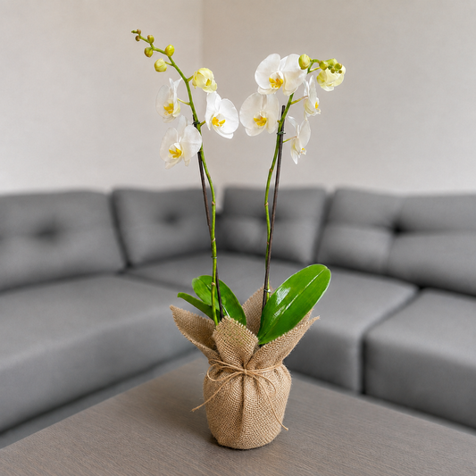 Orquídea grande pureza de 2 espigas en yute decorativo