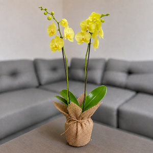 Orquidea amarilla en yute decorativo