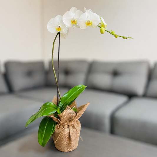 Orquídea pureza grande de 1 vara en yute decorativo
