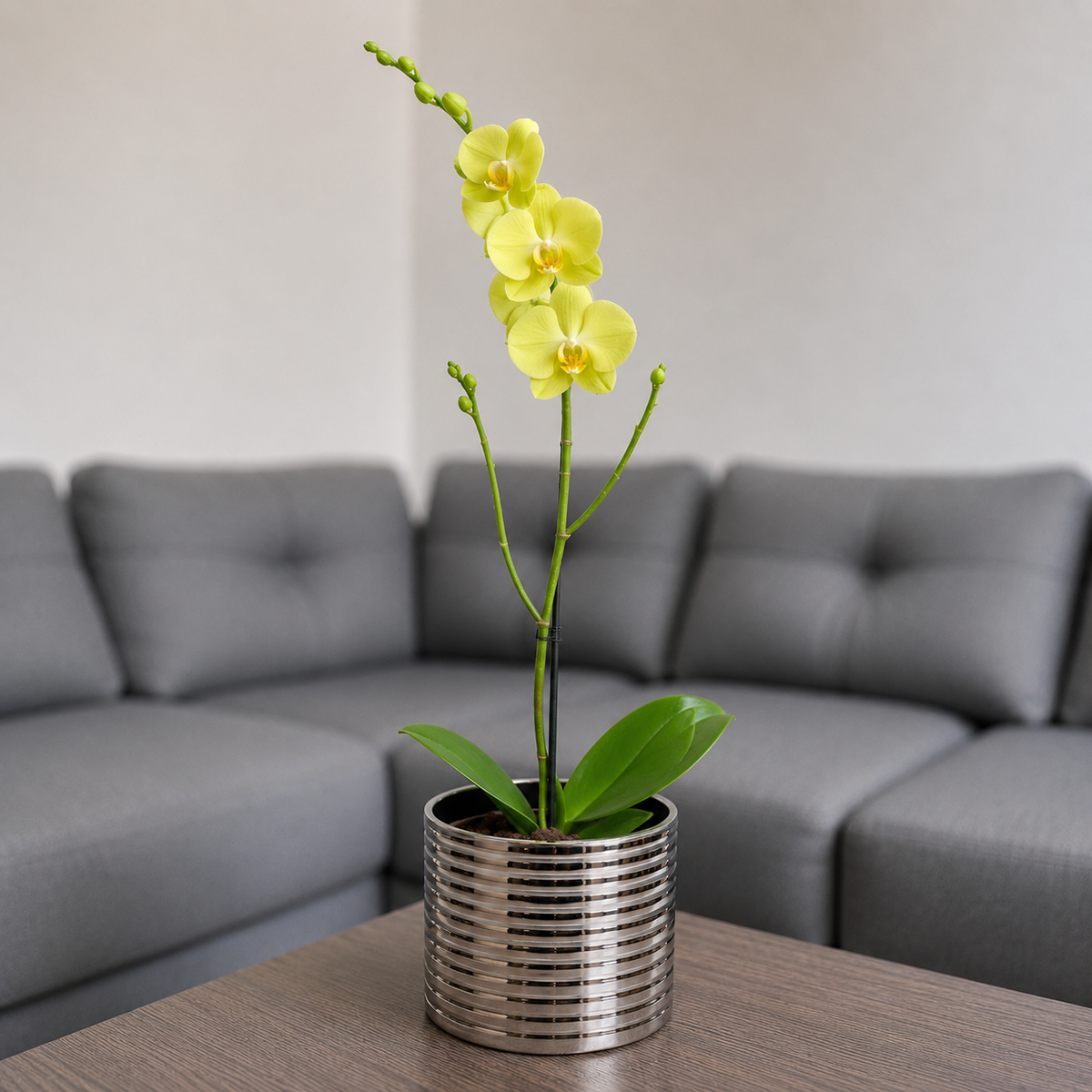 Orquídea grande de 1 vara con flores amarillas con cerámica plata acanalada