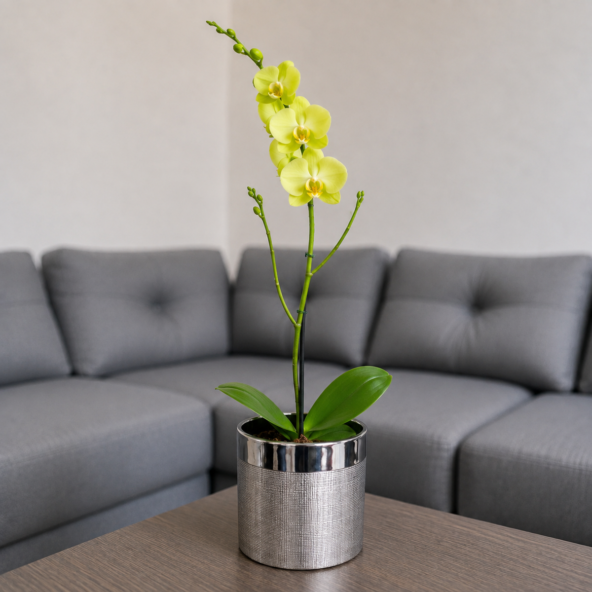 Orquídea grande de 1 vara con flores amarillas con cerámica plata texturizada
