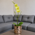 Orquídea despertar grande de 1 vara en cerámica floral dorada