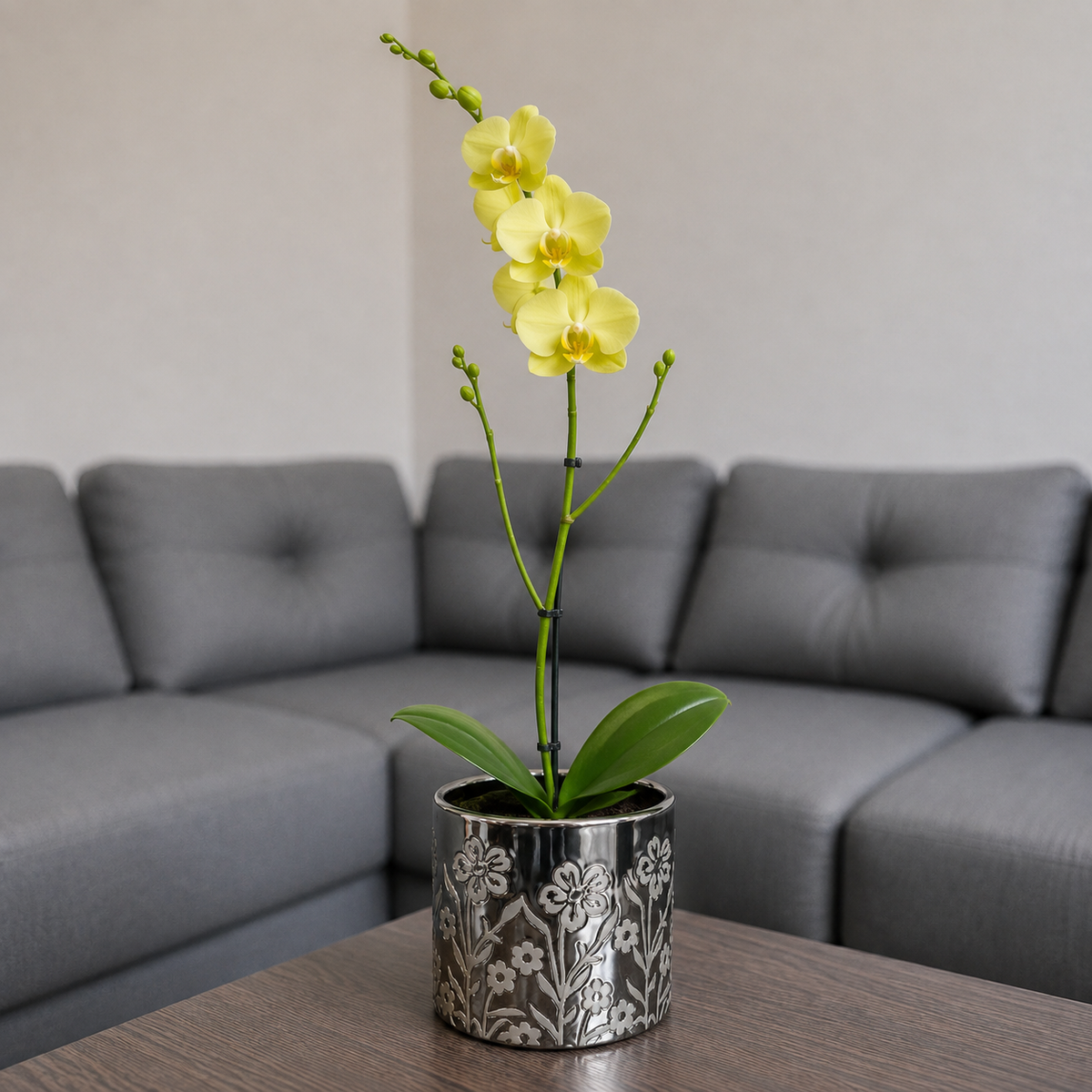 Orquídea grande de 1 vara con flores blancas con cerámica dorada