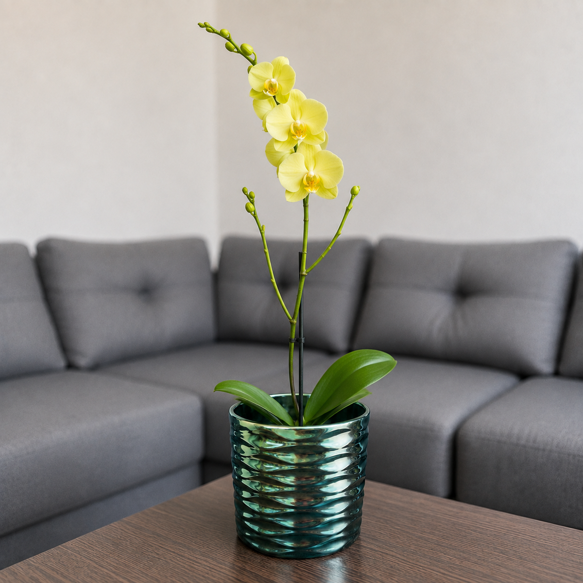Orquídea grande de 1 vara con flores amarillas con cerámica panal azul