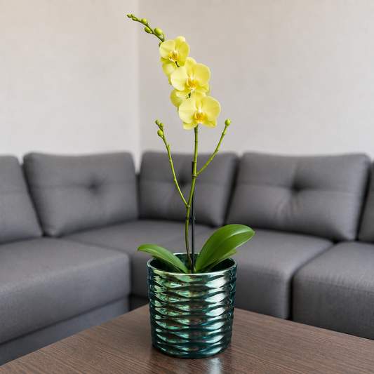 Orquídea despertar grande de 1 vara en cerámica panal azul