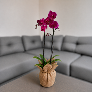 Orquídea resilencia de 2 espigas en Yute decorativo