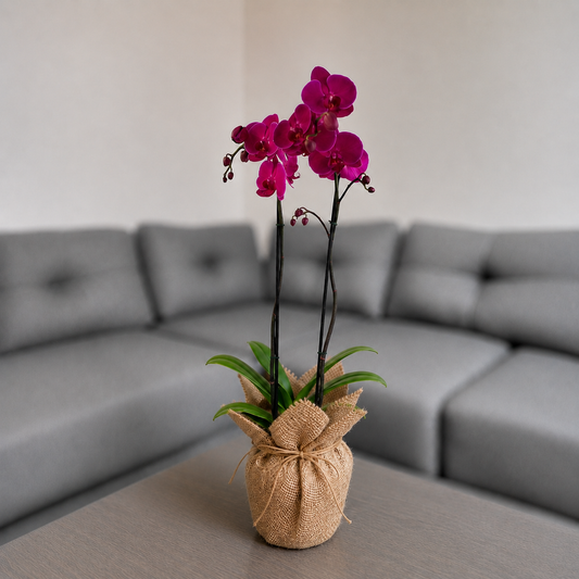 Orquídea resilencia de 2 espigas en Yute decorativo