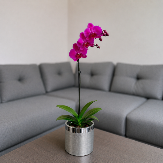 Orquídea resilencia grande de 1 vara en cerámica plata texturizada